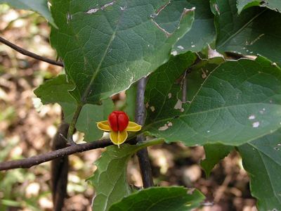 Древогубец круглолистный