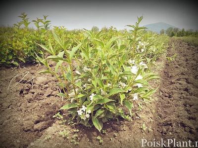 Совхоз «Декоративные культуры»