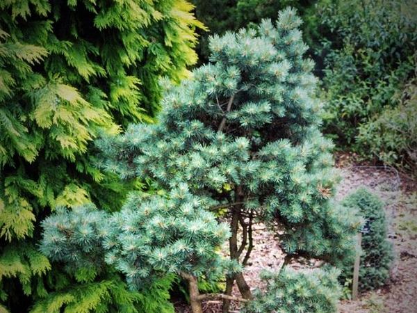 Сосна обыкновенная Doone Valley