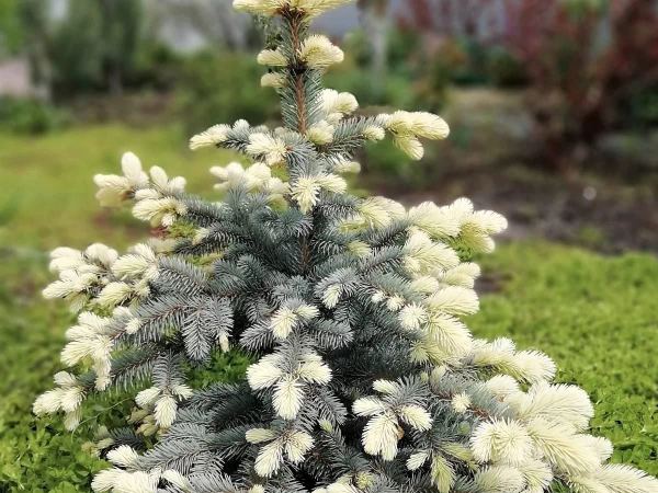 Ель колючая Early Cones