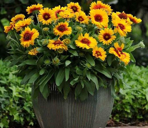 Гайллардия крупноцветковая Mesa Bright Bicolor