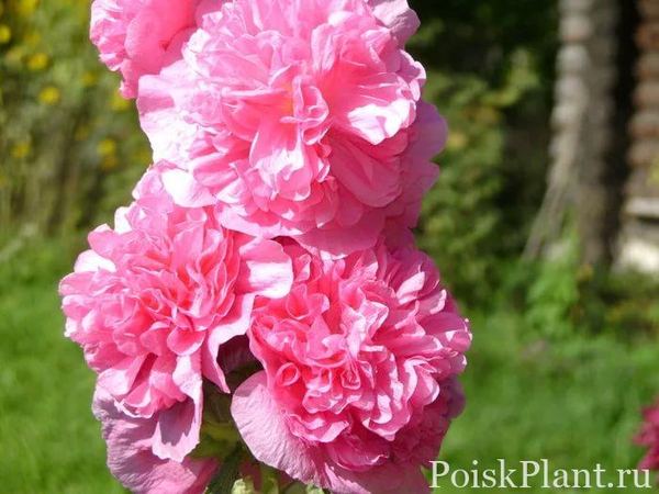 Мальва розовая Pleniflora Rose