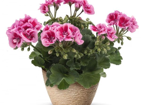 Пеларгония зональная Flower Fairy Pink
