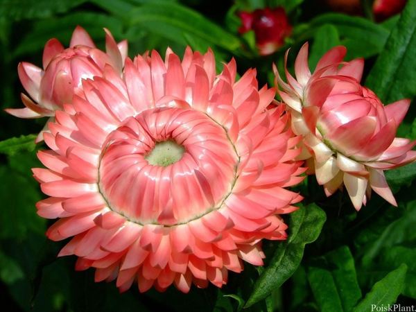 Бессмертник прицветниковый Pink porcelain