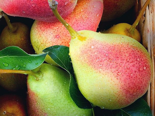 Груша обыкновенная Отрадненскэйа