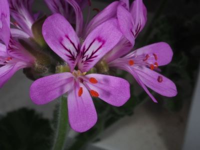 Пеларгония головчатая