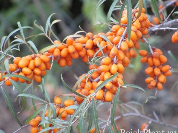 Облепиха крушиновидная Botanicheskaya lubitelskaya