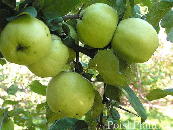 Яблоня домашняя Antonovka
