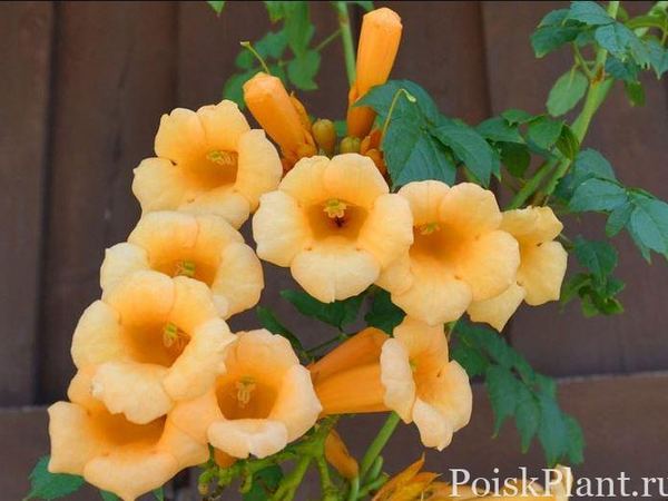 Кампис американский Флава