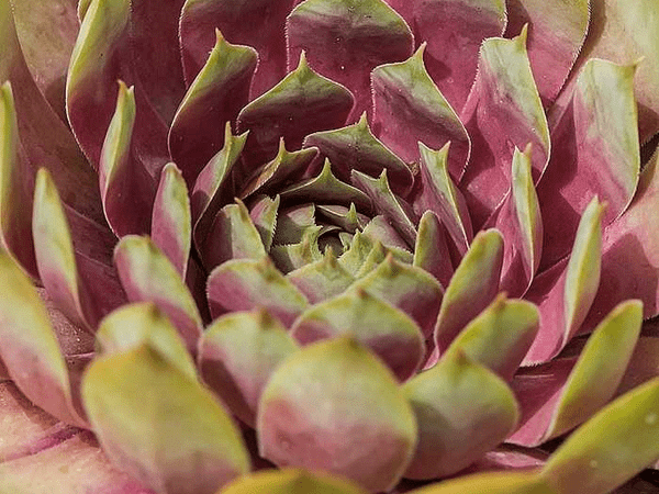Молодило гибридное BigSam Pink Pomelo