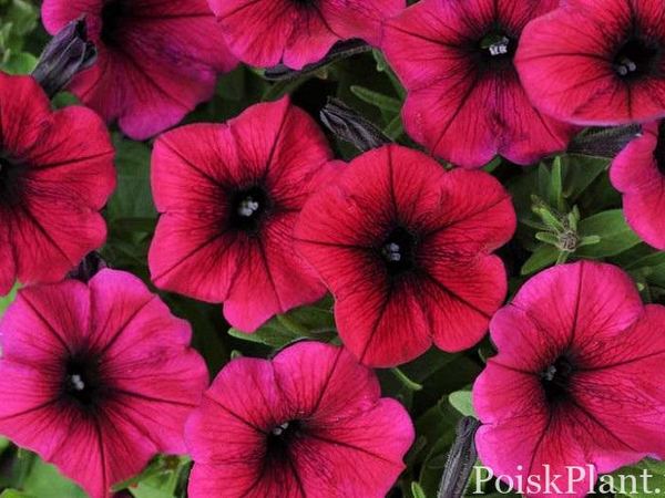 Петуния гибридная Shock Wave Deep Purple