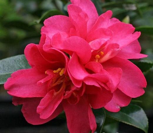 Камелия горная Kanjiro
