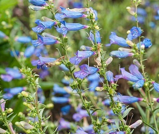 Пенстемон разнолистный Electric blue
