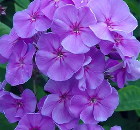 Флокс метельчатый Sweet Summer Ocean
