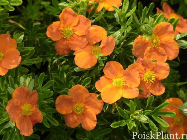 Лапчатка кустарниковая Orange Tip Top