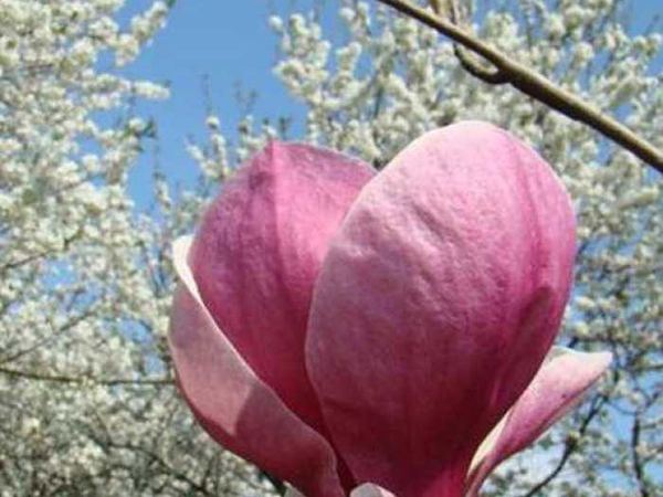 Магнолия Суланжа Lombardy Rose