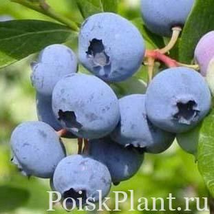 Голубика высокорослая Рубел