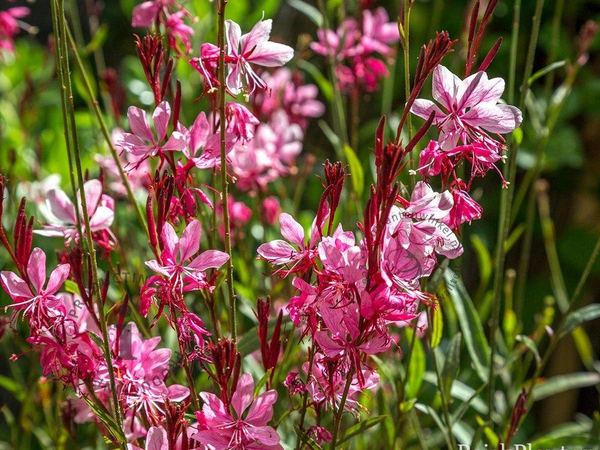 Гаура линдхеймера Siskiyou Pink