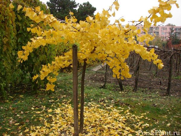 Гинкго билоба Pendula