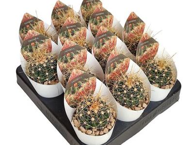 Ферокактус крючковатоиглый