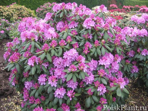 Рододендрон катевбинский Grandiflorum