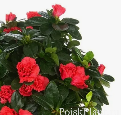 Азалия индийская Фландрессе Ред