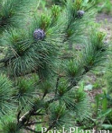 Сосна кедровая var.sibirica Elvira
