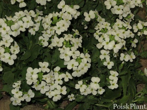 Арабис кавказский Каукасика Шнихаубе
