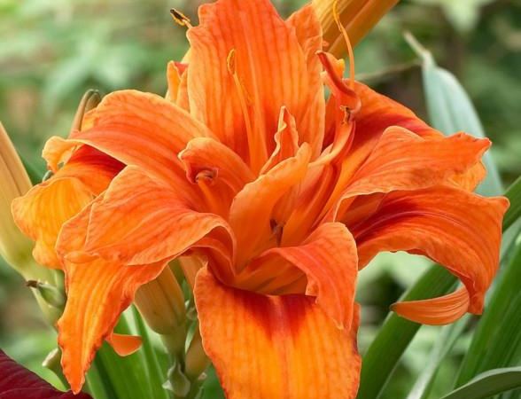 Лилейник гибридный Apricot Beauty