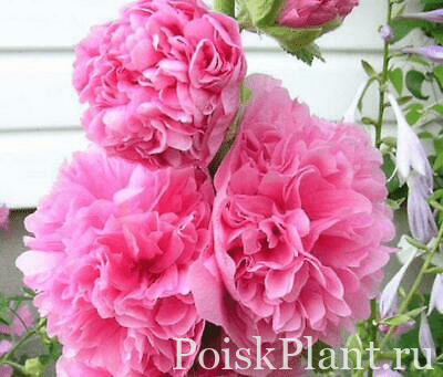 Мальва розовая Chaters Doubles Pink