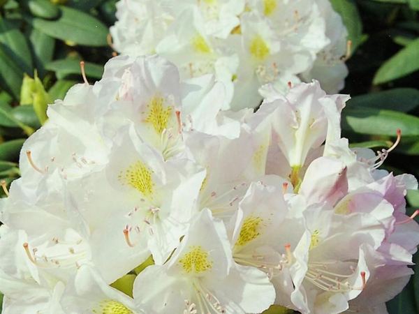Рододендрон катевбинский Album Novum