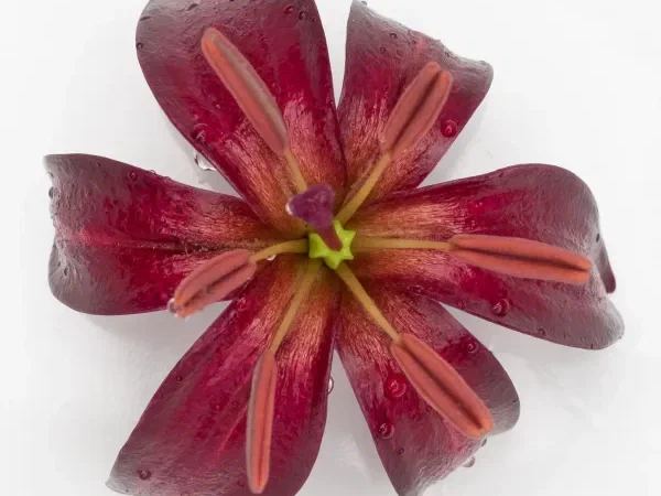 Лилия мартагон Big Bold Maroon