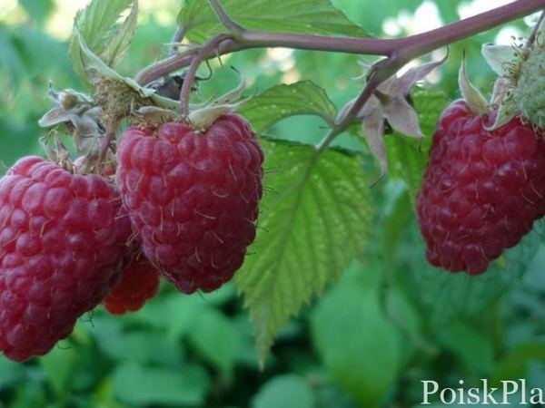 Малина обыкновенная Maroseika