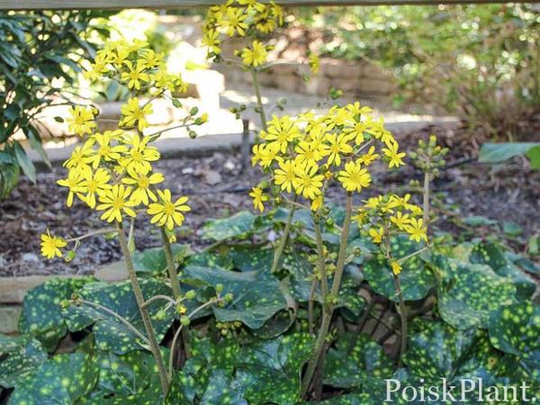 Бузульник японский Aureomaculatum