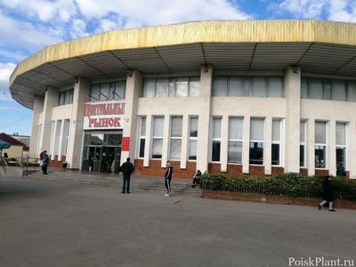 Виноград 48
