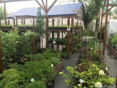 Флора Сибири
