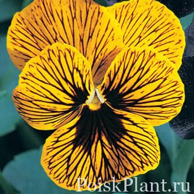 Виола виттрока Angel Tiger Eye