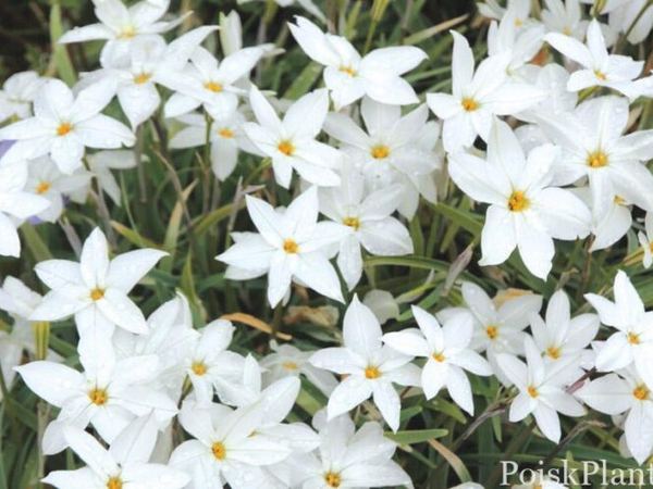 Ифейон одноцветковый White Star