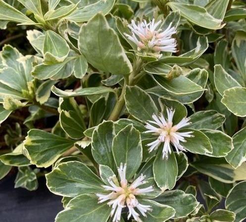 Пахизандра верхушечная Variegata