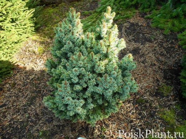 Ель обыкновенная Suncrest