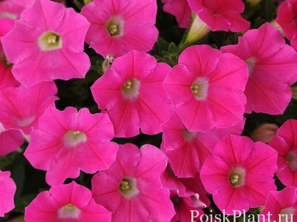 Петуния гибридная Shock Wave Rose