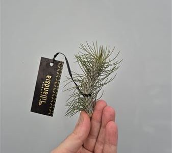 Тилландсия извитолистная Курвед