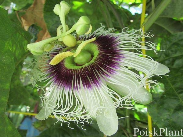Пассифлора съедобная Possum Purple