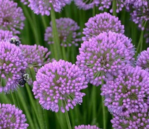 Лук декоративный Millenium