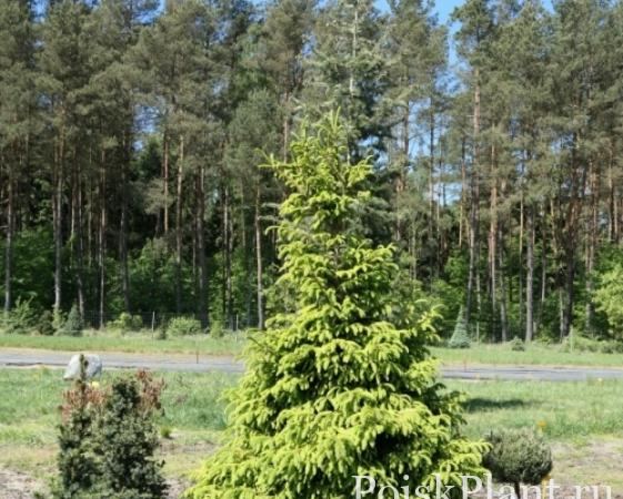Ель обыкновенная Norrkoping