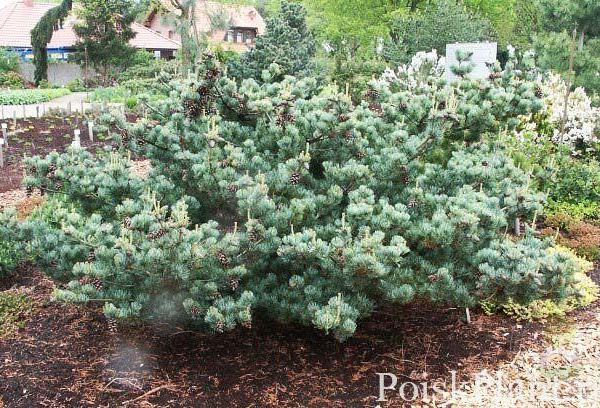 Сосна мелкоцветковая Pentaphylla Glauca