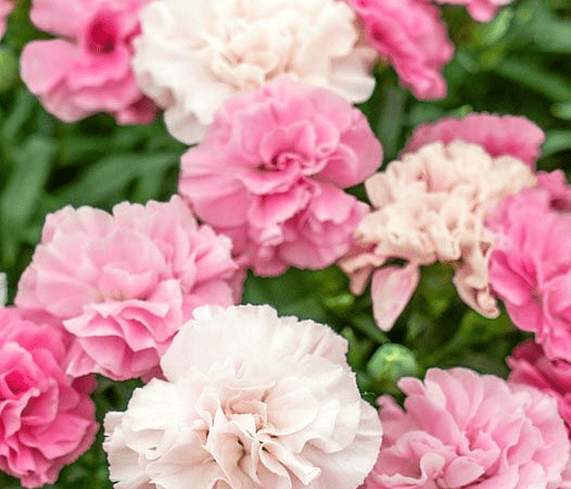 Гвоздика альвуди Dinamic Pink to White