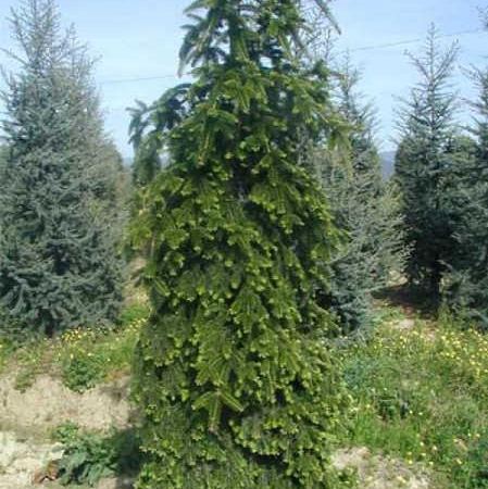 Пихта нордмана Pendula
