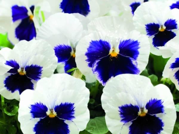 Виола виттрока Inspire White Blotch
