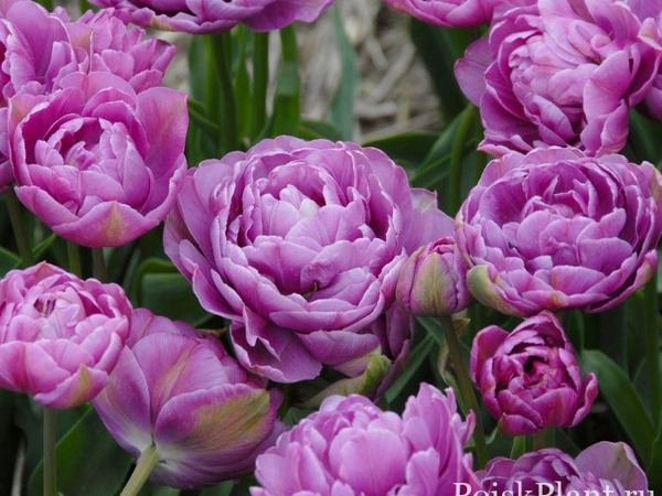 Тюльпан гибридный Late Lilac Perfection